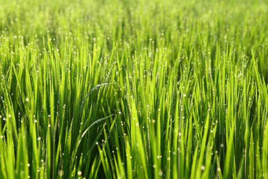 Health Benefits of Wheatgrass