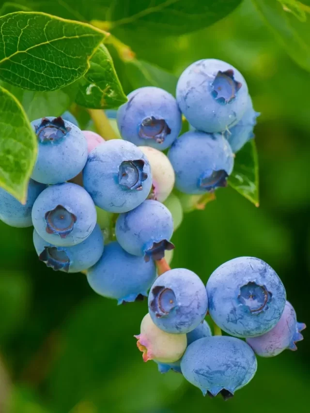 9 Blueberry Benefits