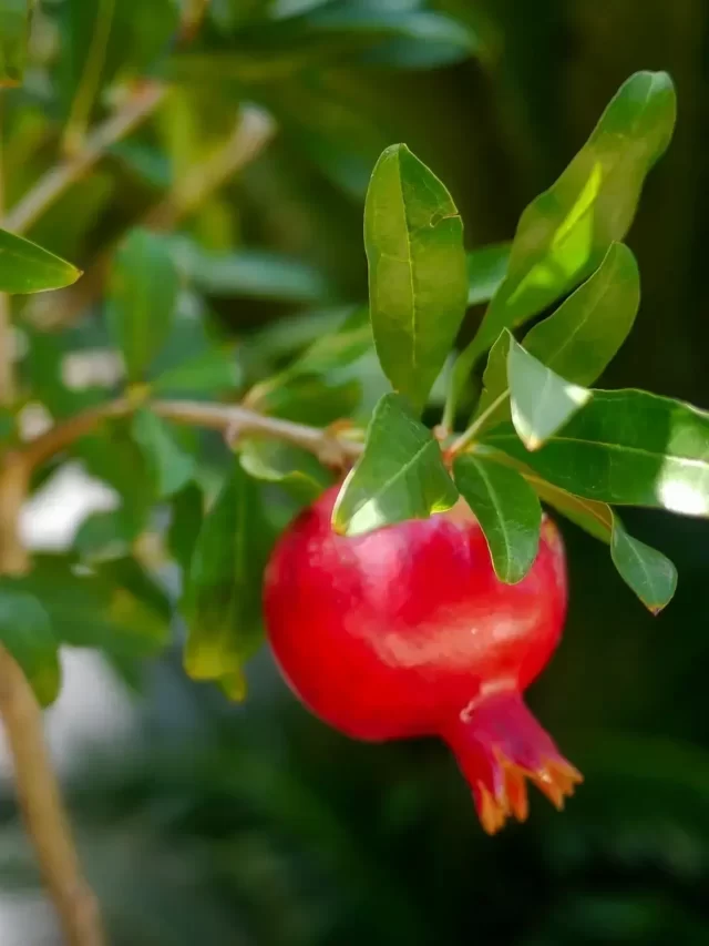 10 Amazing Pomegranate Benefits for Your Body