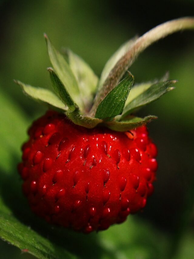 Strawberry Health Benefits