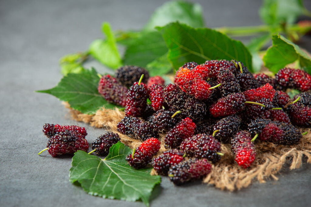 Mulberry Benefits
